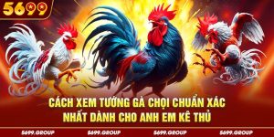 Cách Xem Tướng Gà Chọi Chuẩn Xác Nhất Dành Cho Anh Em Kê Thủ